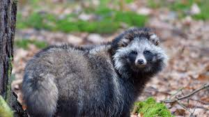 Attēlu rezultāti vaicājumam “Nyctereutes procyonoides”