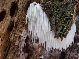 Attēlu rezultāti vaicājumam “Mucronella bresadolae”