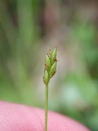 Attēlu rezultāti vaicājumam “Carex loliacea fruit”