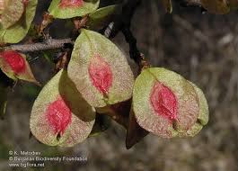 Attēlu rezultāti vaicājumam “Ulmus laevis fruit”