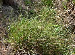 Attēlu rezultāti vaicājumam “Brachypodium pinnatum”