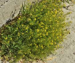 Attēlu rezultāti vaicājumam “Rorippa sylvestris flower”