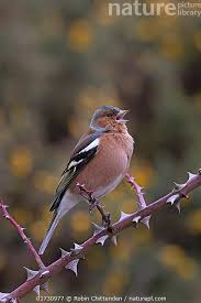 Attēlu rezultāti vaicājumam “Fringilla coelebs male”