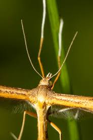 Attēlu rezultāti vaicājumam “Pterophoridae”