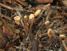 Attēlu rezultāti vaicājumam “Heyderia abietis”