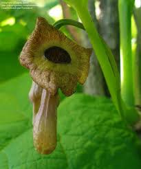 Attēlu rezultāti vaicājumam “Aristolochia durior flower”