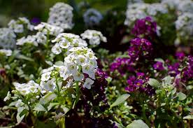 Attēlu rezultāti vaicājumam “Lobularia maritima”