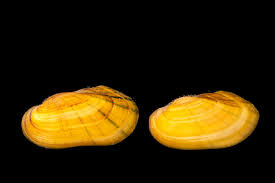 Attēlu rezultāti vaicājumam “Physarum luteolum sessile”