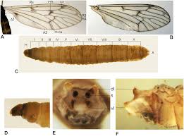 Attēlu rezultāti vaicājumam “Trichocera regelationis”