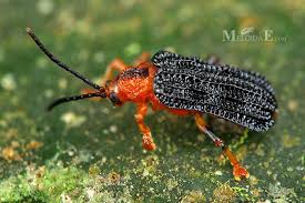 Attēlu rezultāti vaicājumam “Ptinus sp. male”