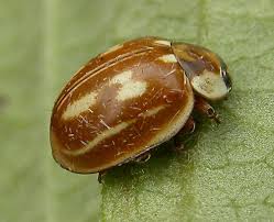 Attēlu rezultāti vaicājumam “Myzia oblongoguttata”