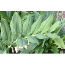 Attēlu rezultāti vaicājumam “Polygonatum multiflorum”