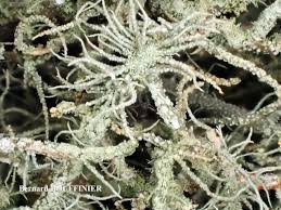 Attēlu rezultāti vaicājumam “Usnea hirta”