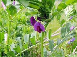 Attēlu rezultāti vaicājumam “Vicia sativa flower”