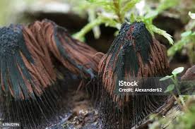 Attēlu rezultāti vaicājumam “Stemonitis fusca stalked”