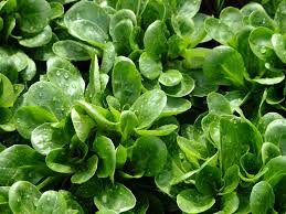 Image result for Feldsalat