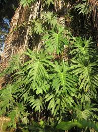 Attēlu rezultāti vaicājumam “Diderma radiatum young”