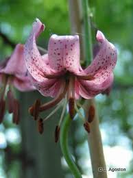 Attēlu rezultāti vaicājumam “Lilium martagon bud”