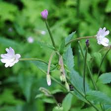 Attēlu rezultāti vaicājumam “Epilobium montanum flower”