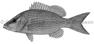 Image result for Lutjanus griseus