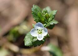 Attēlu rezultāti vaicājumam “Veronica agrestis leaf”