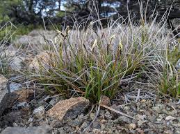 Attēlu rezultāti vaicājumam “Carex globularis”