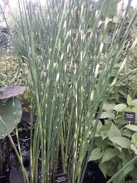 Attēlu rezultāti vaicājumam “Schoenoplectus lacustris subsp. glaucus flower”