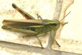 Attēlu rezultāti vaicājumam “Stethophyma grossum”