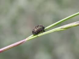 Attēlu rezultāti vaicājumam “Cytilus sericeus”