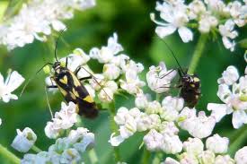Attēlu rezultāti vaicājumam “Grypocoris sexguttatus imago”
