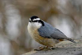 Image result for Sitta canadensis