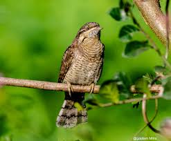 Attēlu rezultāti vaicājumam “Jynx torquilla”