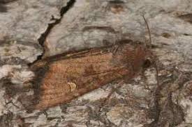 Attēlu rezultāti vaicājumam “Celaena leucostigma”