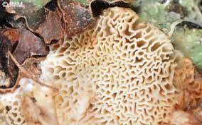 Attēlu rezultāti vaicājumam “Postia undosa”