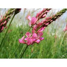 Attēlu rezultāti vaicājumam “Onobrychis arenaria bud”