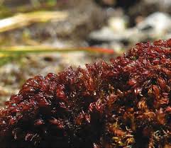 Attēlu rezultāti vaicājumam “Seligeria donniana sporophyte”