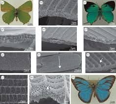 Attēlu rezultāti vaicājumam “Theclinae”