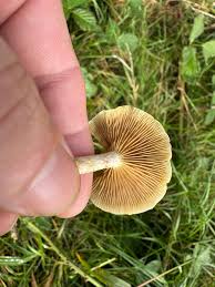 Attēlu rezultāti vaicājumam “Protostropharia alcis”