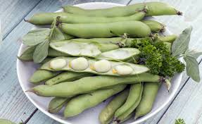 Image result for Dicke Bohnen