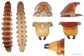 Attēlu rezultāti vaicājumam “Lygistopterus sanguineus”