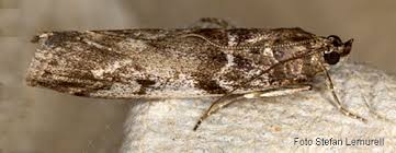 Attēlu rezultāti vaicājumam “Zophodia grossulariella”