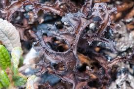 Attēlu rezultāti vaicājumam “Cetraria ericetorum”