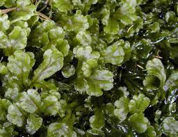 Attēlu rezultāti vaicājumam “Aneura pinguis”