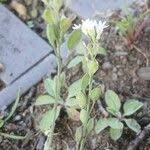 Attēlu rezultāti vaicājumam “Berteroa incana fruit”