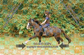 Image result for Chiddingfold Branch Of The Pony Club