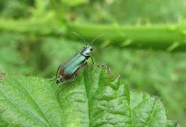 Attēlu rezultāti vaicājumam “Malachius bipustulatus”
