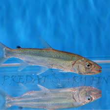 Image result for Goliath Tigerfish