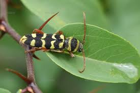 Attēlu rezultāti vaicājumam “Anogcodes melanurus”