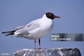 Attēlu rezultāti vaicājumam “Larus ridibundus”