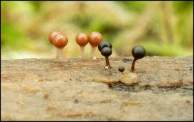 Attēlu rezultāti vaicājumam “Hemitrichia sp.”